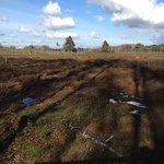 Schwenninger Moos